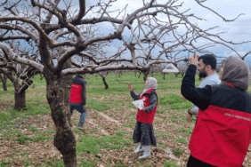Şanlıurfa’da fıstık bahçesine feromon tuzakları kuruldu!