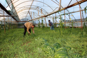 'Fiyatı sorulmayan' karpuzun hasadı başladı