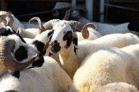 Haliliye’de kurban kesim yerleri belli oldu! İşte tam liste…