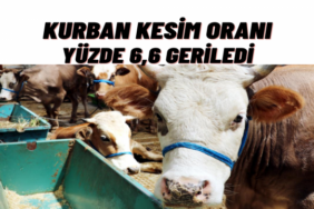 Kurban Kesenlerin Sayısı Yüzde 6,6 Azaldı