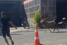 Sahibinin elinden kaçan kurbanlık koç, zor anlar yaşattı