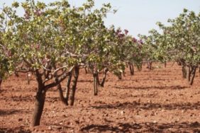 Suruç’ta bir kişi çiftçi tarlasında ölü bulundu