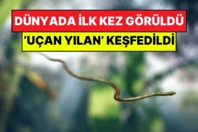 Uçan Yılan Gerçek mi? Kanatsız Uçan Yılanların Muhteşem Sırrı!