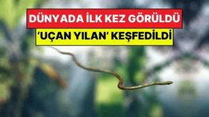 Uçan Yılan Gerçek mi? Kanatsız Uçan Yılanların Muhteşem Sırrı!