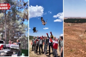 Şanlıurfa’da yaban hayvanları özgürlüğüne kavuştu!