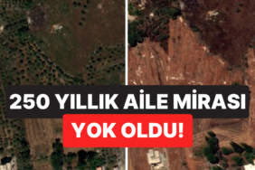 250 Yıllık Aile Mirası Yok Oldu! Aktivist Yaşadıklarını Anlattı: "İsrail Ordusu Zeytin Ağaçlarımızı Yok Etti"