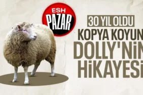 Klonlanan İlk Memeli Dolly'nin Kısa Ama Etkileyici Hikayesi