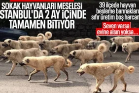 Vali Gül Açıkladı: İstanbul'da Sahipsiz Hayvanların Yüzde 65'i Toplandı