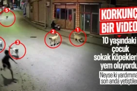 Ordu Çamaş'ta Dehşet Anları: Başıboş Köpekler 10 Yaşındaki Çocuğu Kuşattı