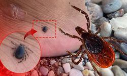 Altıparmak Gıda Kimin? Altıparmak Gıda Hangi Ülkenin? Boykot mu?