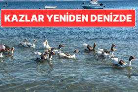 Geçen Sene Denize Girmemek Şartıyla Serbest Kalan Kazlar, Ördek Yavrusu Sahiplenerek Yeniden Denizle Buluştu