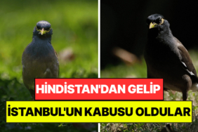 Hindistan'dan Gelen İstilacı Tür İstanbul'un Kabusu Oldu: Yuvaları İşgal Edip Kedi Maması Yiyor!