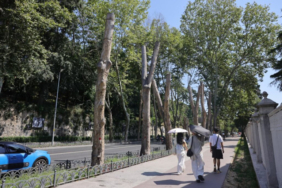 İstanbul’un hafızası kuruyor! Çınarlarda 14 yıllık alarm
