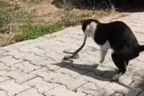 Sokak ortasında kedi-yılan kavgası kamerada