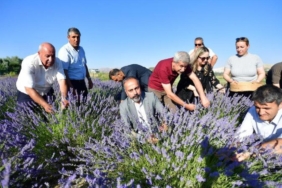 Van’da tıbbi ve aromatik bitkiler için hasat zamanı