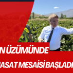 Cimin üzümünde hasat mesaisi başladı