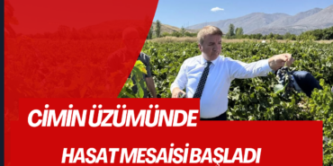 Cimin üzümünde hasat mesaisi başladı