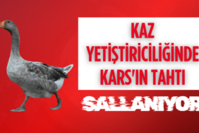 Kaz yetiştiriciliğinde Kars'ın tahtı sallanıyor