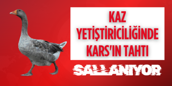 Kaz yetiştiriciliğinde Kars'ın tahtı sallanıyor